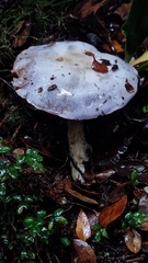 Cortinarius austrosalor