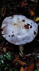 Cortinarius austrosalor