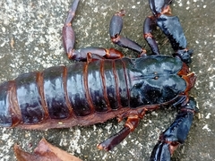 Heterometrus laoticus