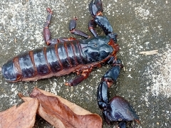 Heterometrus laoticus