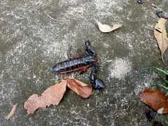 Heterometrus laoticus