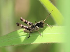 Boopedon flaviventris