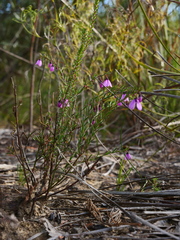 Tetratheca ericifolia