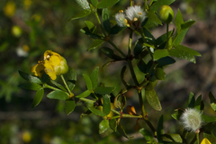 Larrea tridentata tridentata