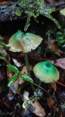 Entoloma necopinatum
