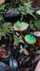Entoloma necopinatum