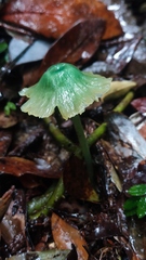 Entoloma necopinatum