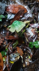Entoloma necopinatum