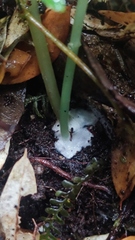 Entoloma necopinatum