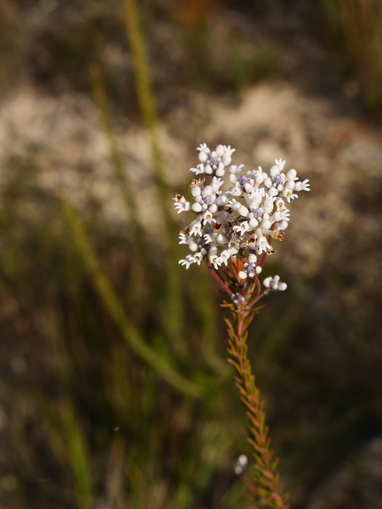 Conospermum caeruleum - Wikipedia