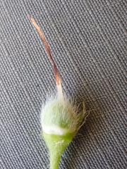 Hydrophyllum fendleri