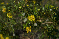 Larrea tridentata tridentata