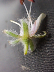 Hydrophyllum fendleri