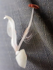 Hydrophyllum fendleri