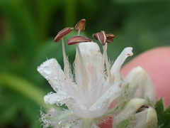 Hydrophyllum fendleri