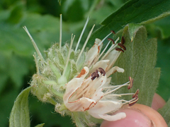 Hydrophyllum fendleri