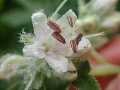 Hydrophyllum fendleri