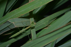 Tenodera costalis