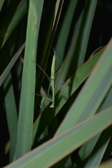 Tenodera costalis