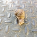 photo of Garden Snail (Cornu aspersum)