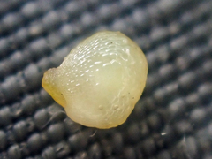 Hydrophyllum fendleri