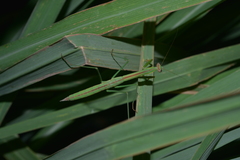Tenodera costalis
