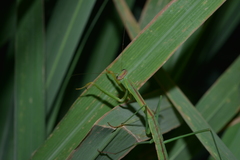Tenodera costalis