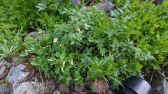 Hydrophyllum fendleri