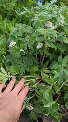 Hydrophyllum fendleri