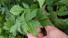 Hydrophyllum fendleri