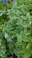 Hydrophyllum fendleri