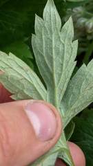 Hydrophyllum fendleri