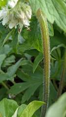 Hydrophyllum fendleri