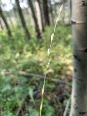 Melica subulata