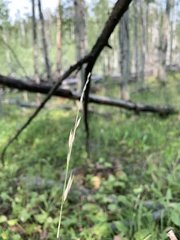 Melica subulata