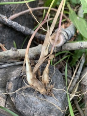 Melica subulata