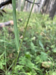 Melica subulata