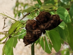 Achlyodes busirus heros