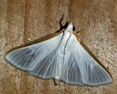 Diaphania costata