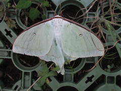 Actias aliena