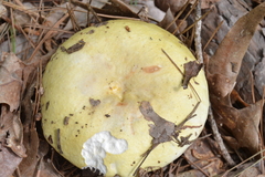 Russula ochroleucoides