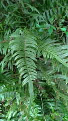 Microlepia hookeriana