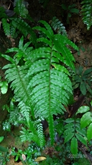 Microlepia hookeriana