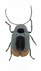 Cryptocephalus biguttatus