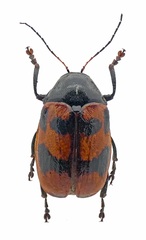 Cryptocephalus loreyi