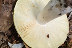 Russula ochroleucoides