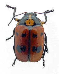 Cryptocephalus octopunctatus