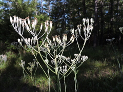Arnoglossum