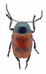 Cryptocephalus primarius