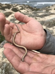 Anniella geronimensis